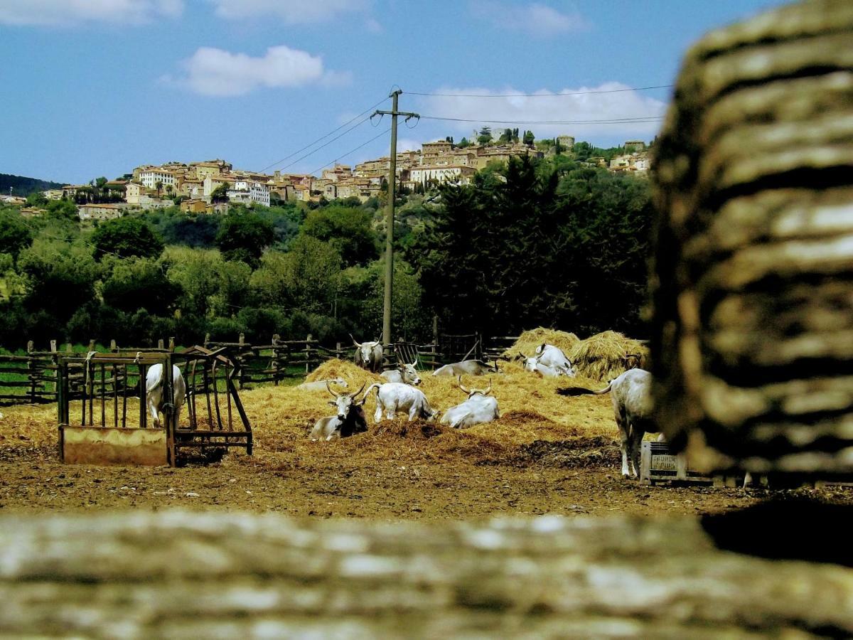 Centralissimo Nel Cuore Del Borgo Suvereto Exteriör bild